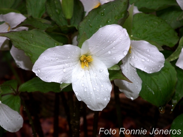 Trillium